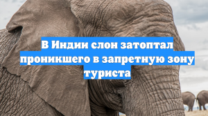 В Индии слон затоптал проникшего в запретную зону туриста