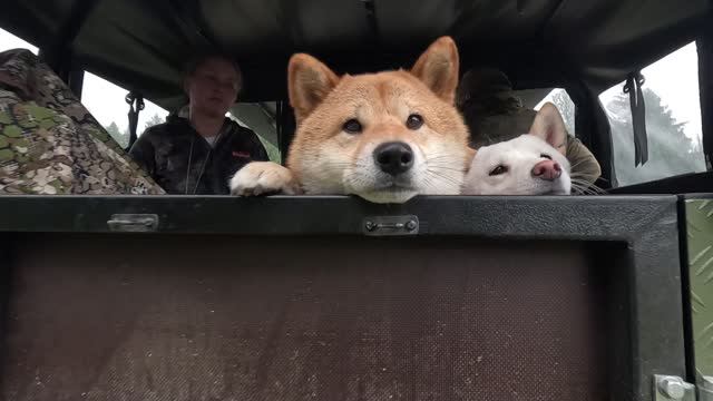 ПОЕЗДКА ЗА ГРИБАМИ смотреть онлайн