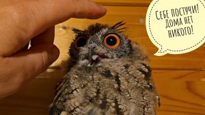 Сова Ёль сидит ждёт Персеиды, сычи начинают новую жизнь без Кубыши. Сова Лютик считает,что не смешно