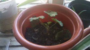 Мои покупки на сегодня! Купила землю для фиалок и гераней ! Юг России 🏝️.