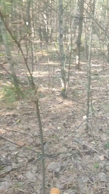 Обзор для любителей коротких видео.