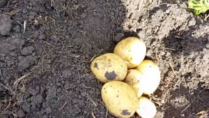 Брянский деликатес, вкусный, разваристый сорт картофеля. 2024 год