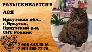Пропала кошка! АСЯ. Иркутская обл,  г.Иркутск