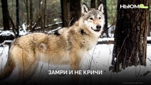 Правила безопасности в лесу ⚠️