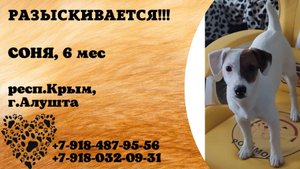 Пропала собака! СОНЯ. 6 месяцев. респ. Крым, г. Алушта