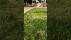 Что делать с газоном в такую жару? Смотри тут быстрее