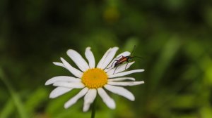 Памятник природы «Сосновый бор г. Мосальск» (ООПТ)