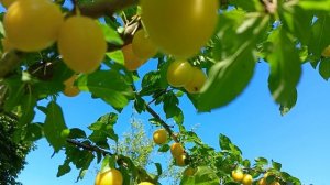 Когда слива стала алычой.