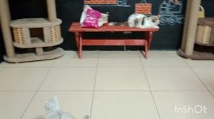 Цены на центральном рынке "стабильные" Очаровательные кошки 🐱 Вечер на набережной 🌅