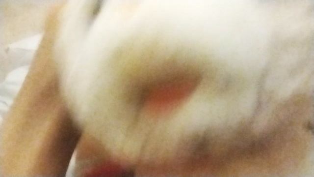 Показываю Кристинкину кошку-Пушистку😀🐱👩🏼 смотреть онлайн