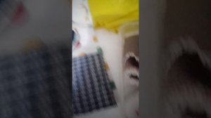 распаковка од патпишиков