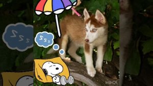 Щенки помски в музыкальном видео