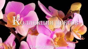 Коллекция самых красивых цветов мира HD