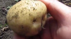 Былина Сибири 2024. Семенной размерчик)))