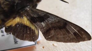 БРАЖНИКИ: 479. Macroglossum divergens