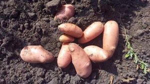 Сесиль. Красивый сорт картофеля с вытянутыми клубнями. 2024 год