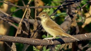 Звук птицы. Птицы. Пение птицы Камышовка дроздовидная для нормализации сердечного ритма