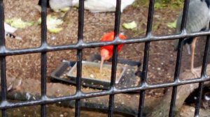 Московский зоопарк. Красный ибис.