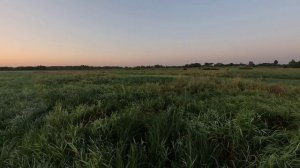 Подачи дупеля из высокой травы Рос Гай-Фрэя