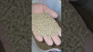 Как вырастить здоровых индюшат