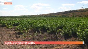 День донского сада: на создание нового сорта яблок, нужно 40 лет!