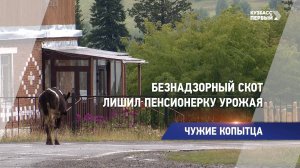 Безнадзорный скот лишил пенсионерку урожая