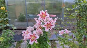 16-08-2025.Дача.Шикарные лилии и голубика!