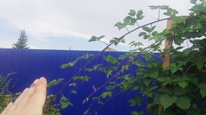 ежевика Лохтей/результат/отзыв
