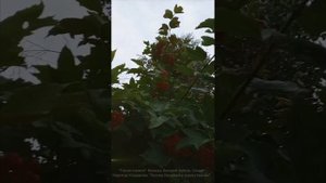 "Горчит калина". Музыка: Валерий Зубков. Слова: Надежда Кондакова. Леонид Овруцкий и группа Кватро