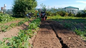 окучник ушастый на узком ходу