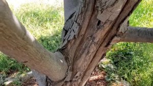 Лечение ореха. Часть первая.