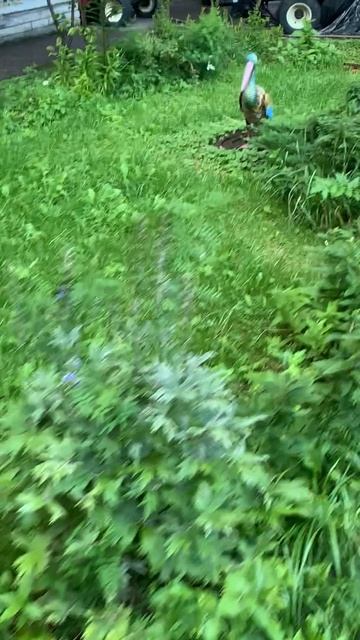 Красиво-волшеьный двор