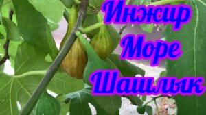 Инжир,на море штиль, на ужин шашлык!