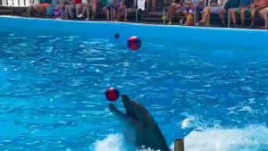 Дельфинарий в Голубицкой