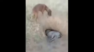 Лучшие приколы на охоте