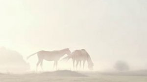 Утренний туман. Красивое видео.