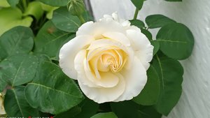 Розы в августе.