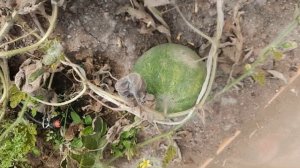 Свой урожай 🤗🍅🥒🍉🍈👍