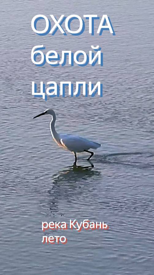 охота малой белой цапли в солнечное утро летнего дня на мелководье руки Кубань смотреть онлайн