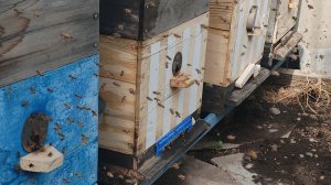 Под силиваю отводки с помощью других пчел.