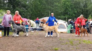 29.06.2025, СПб. Клуб "Стандарт-1" (РКФ, РФСС). Выставка собак CAC 2 группы FCI