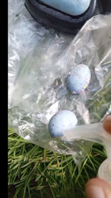 Мою таба лапку от грязи и блёсток.