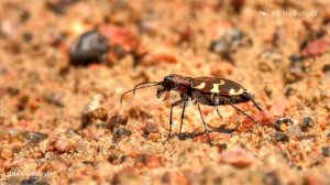 За что получили своё название Жуки-скакуны из подсемейства Cicindelinae сем. Жужелицы — Carabidae ?