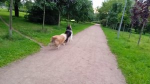 Макс и Вик на прогулке -2, август 25