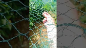 Защита от птичек кустов голубики,сорта Нельсон,Дениз блю,и неизвестный