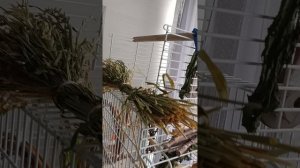 создаём фуражилки для корелл из травы