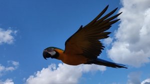 Свободный полёт попугай ара Руня фрифлай free fly август