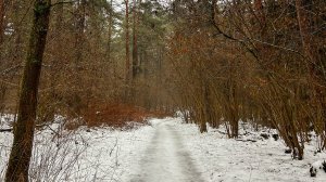 Памятник природы федерального значения «Городской бор» (ООПТ)