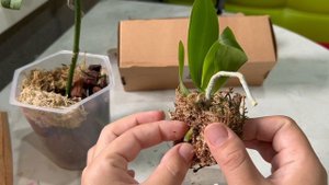 Бронзовый Будда умер! Пришлось купить еще 🤪