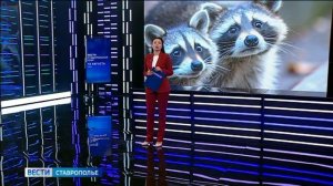 В Железноводске дикие еноты кусают отдыхающих